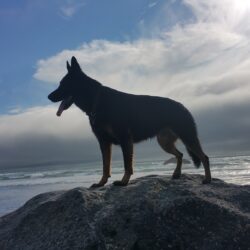 Dogs